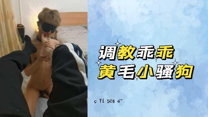 黄毛小型犬